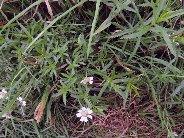 Achillea ptarmica
Sneezewort (Eng) Wilde  bertram (Ned) Sumpf-Schafgarbe (Ger)
Trefwoorden: Plant;oeverplant;Asteraceae;Bloem;wit