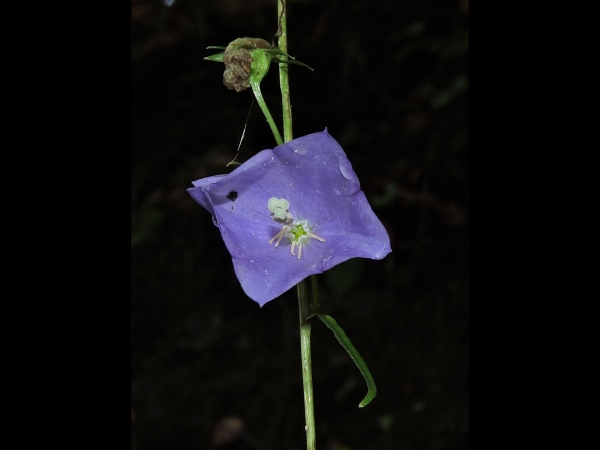 Campanula persicifolia
Peach-leaved bellflower (Eng) Prachtklokje (Ned) Pfirsichblättrige Glockenblume (Ger)
Trefwoorden: Plant;Campanulaceae;Bloem;blauw