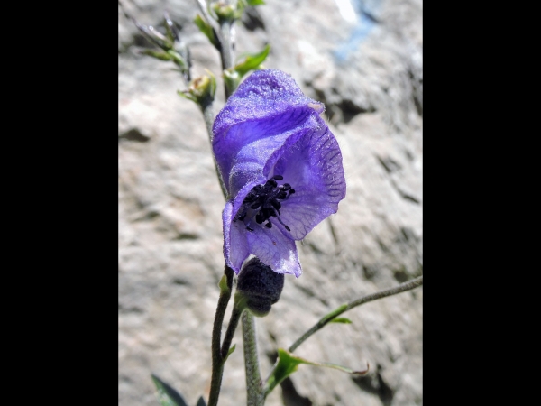 Aconitum napellus
Monk's-hood, Wolfsbane (Eng) Blauwe Monnikskap (Ned) Blauer Eisenhut (Ger)
Trefwoorden: Plant;Ranunculaceae;Bloem;blauw