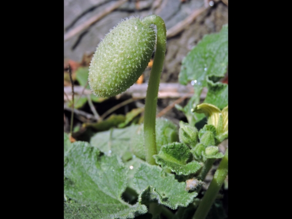 Ecballium elaterium
Squirting Cucumber (Eng) Springkomkommer (Ned) Spritzgurke (Ger) 
Trefwoorden: Plant;Cucurbitaceae;vrucht