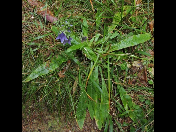 Campanula barbata
Bearded Bellflower (Eng) Baardig Klokje (Ned) Bärtige Glockenblume (Ger) - rosette
Trefwoorden: Plant;Campanulaceae;Bloem;blauw