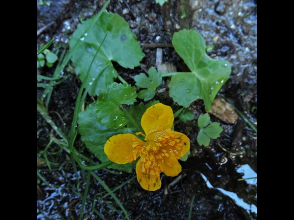 Caltha palustris
Marsh-marigold (Eng) Dotterbloem (Ned) Sumpfdotterblume (Ger)
Trefwoorden: Plant;Ranunculaceae;Bloem;geel