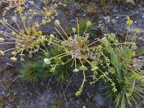 Claytonia perfoliata
Spring Beauty (Eng) Winterpostelein (Ned) Gewöhnliches Tellerkraut, Kubaspinat (Ger)
Keywords: Plant;Montiaceae;Bloem;wit