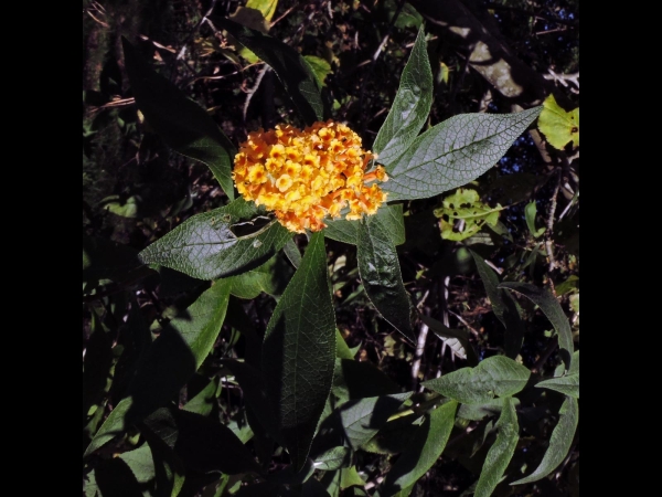 Buddleja × weyeriana
Butterfly Bush (Eng) Vlinderstruik (Ned)
Keywords: Plant;struik;Scrophulariaceae;Bloem;geel
