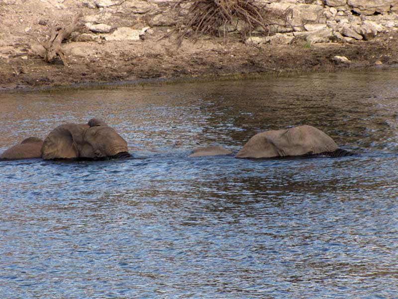 Deze olifanten steken Chobe River over.