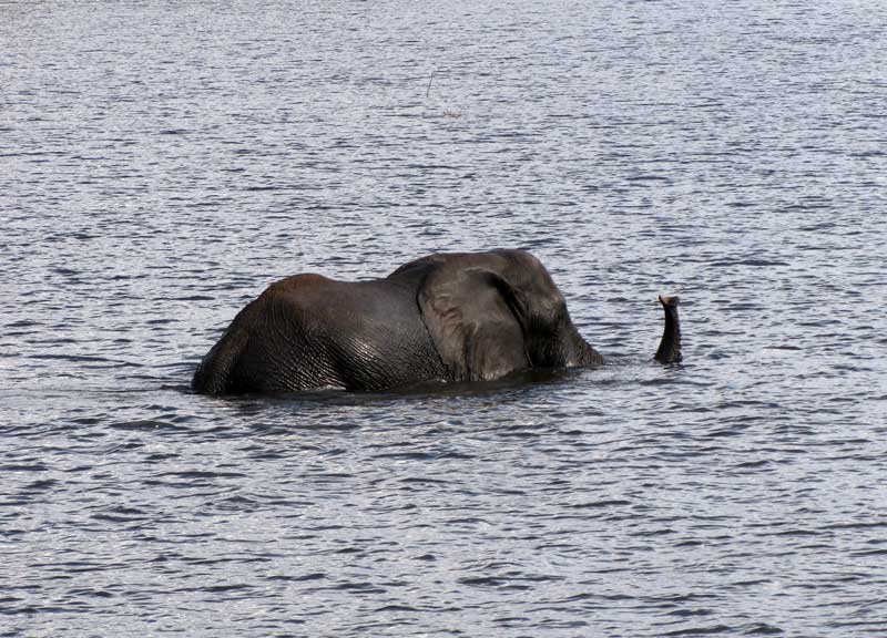 Zwemmende olifant.