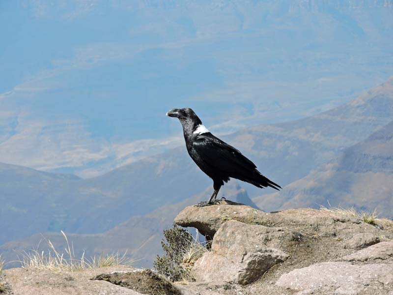 De Witnekraaf, Corvus albicollis, die nestelt langs de klippen.