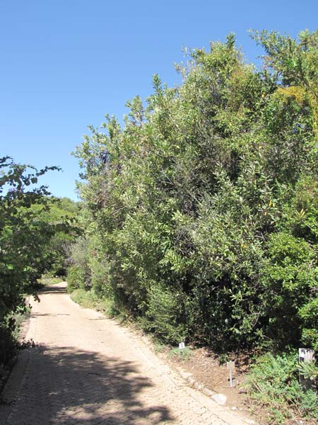 In de botanische tuin staat nog een deel van de haag amandelbomen die Jan van Riebeeck, de stichter van de Kaapkolonie, liet aanleggen