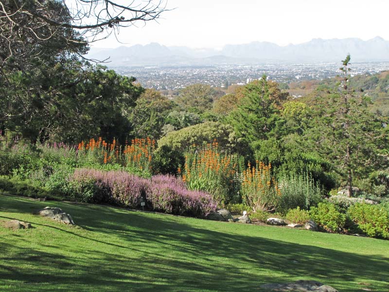 Achter de Tafelberg ligt de Botanische Tuin van Kirstenbosch.