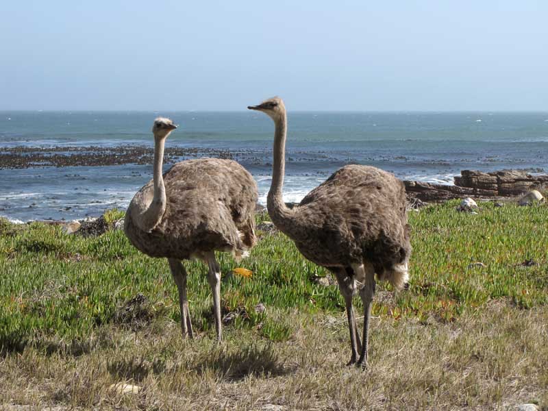Struisvogels bij de Kaap.