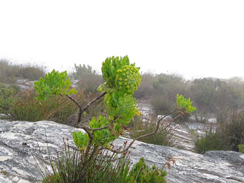 Bergseldery (Notobubon galbanum) komt op de Tafelberg voor en op enkele andere plekken in de Westelijke kaapprovincie.