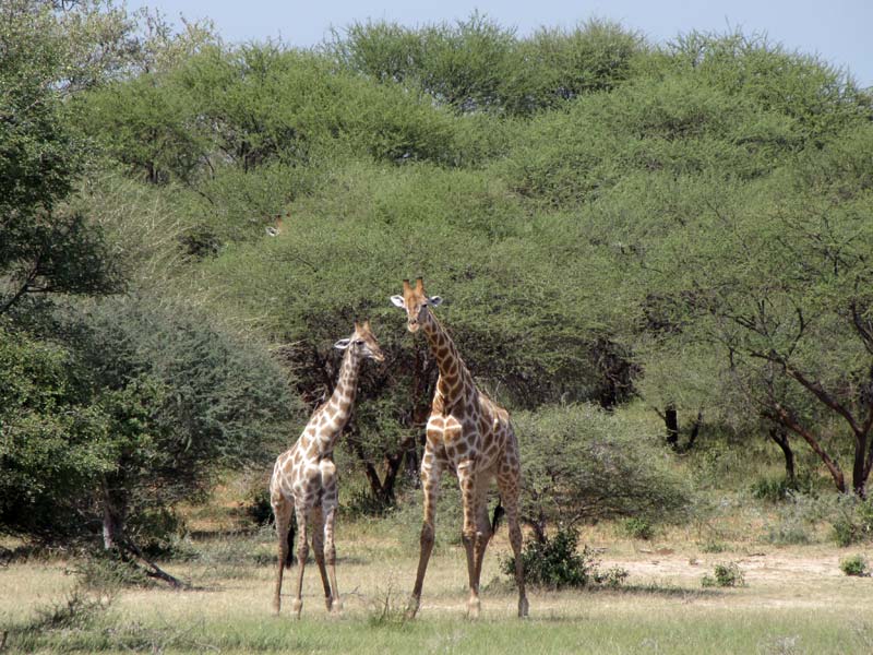 Een giraffenechtpaar (Giraffa camelopardalis).