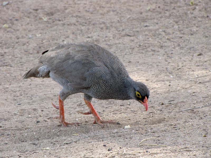 Dit is de roodsnavelfrankolijn, een loopvogel van de Namibische steppe.