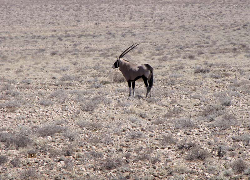 De gemsbok is een bewoner van de steppe.