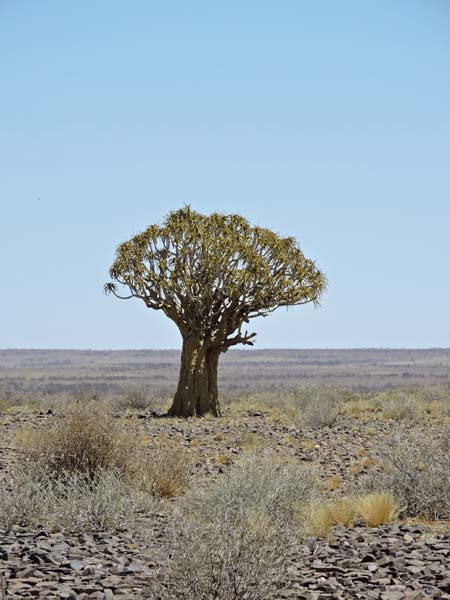 De Kokerboom, Aloe dichotoma, komt voor op de grens tussen Karoo en steppe. Deze is gefotografeerd bij Karrasburg, Zuid Namibië.