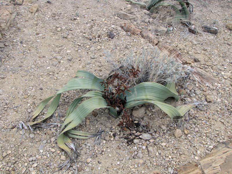 Mannelijke Welwitschia mirabilis.