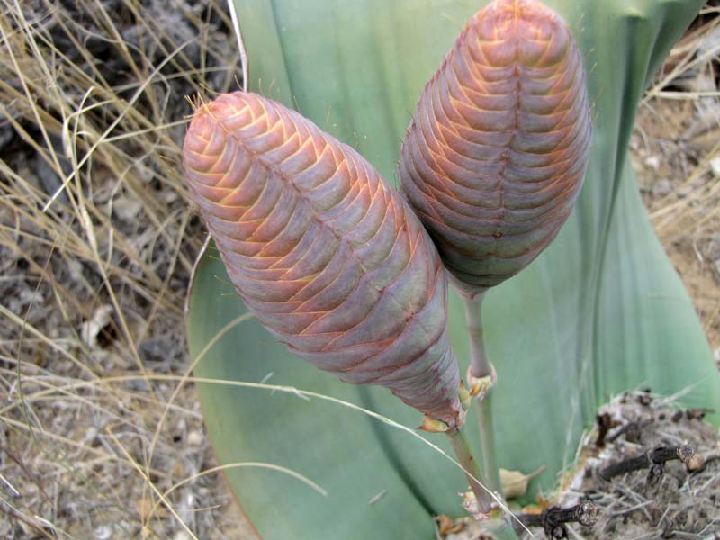 Het vrouwelijke orgaan van de Welwitschia.