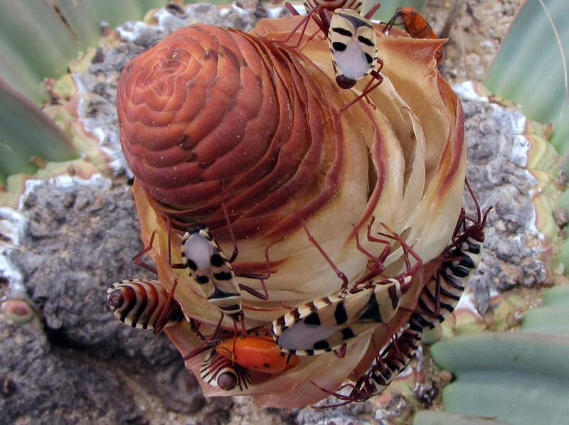 Close up van het rijpe vrouwelijke orgaan dat Welwitschiawantsen aantrekt.