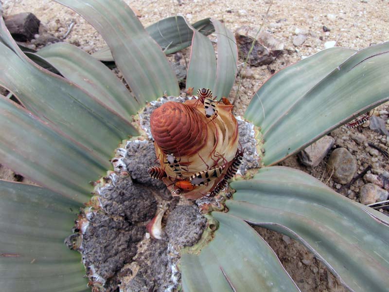 Vrouwelijke Welwitschia, met wantsen die zorgen voor de bestuiving.
