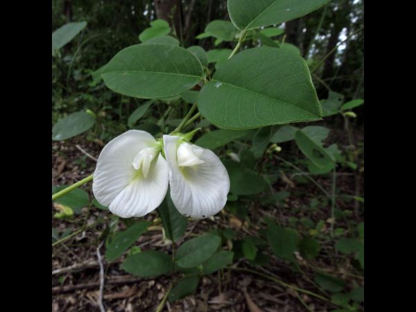 Clitoria ternatea alba
White Butterfly Pea (Eng)
Trefwoorden: Plant;Fabaceae;Bloem;wit