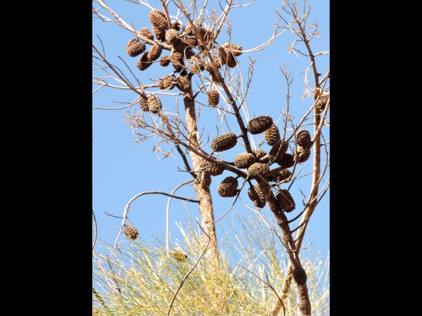 Allocasuarina decaisneana
Desert Oak (Eng) - cones
Trefwoorden: Plant;Boom;Casuarinaceae;vrucht