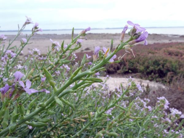 Cakile maritima
European Searocket (Eng)
Trefwoorden: Plant;Brassicaceae;Bloem;roze