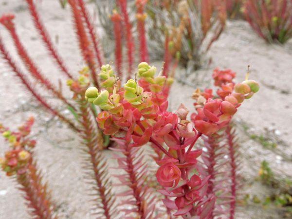 Euphorbia paralias
Sea Spurge (Eng)
Keywords: Plant;Euphorbiaceae;Bloem;groen