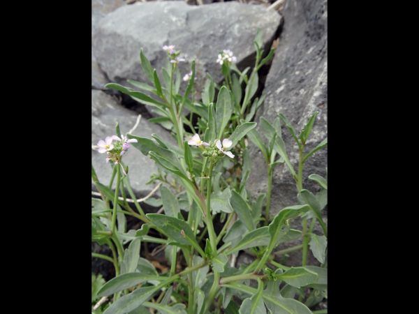 Cakile edentula
American Searocket (Eng)
Trefwoorden: Plant;Brassicaceae;Bloem;roze;wit