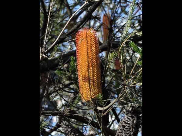 Banksia ericifolia
Heath Banksia (Eng)
Trefwoorden: Plant;Boom;Proteaceae;Bloem;geel;oranje