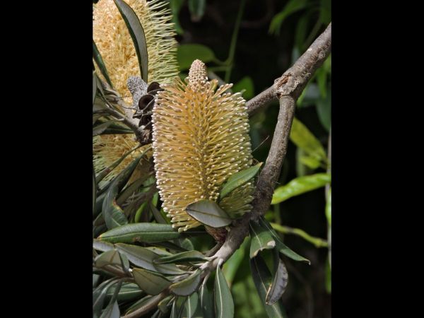 Banksia integrifolia
Coast Banksia (Eng)
Trefwoorden: Plant;Boom;Proteaceae;Bloem;geel;groen