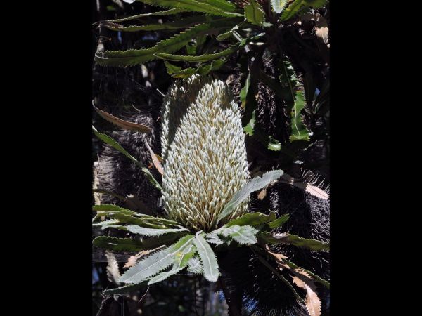 Banksia aemula
Wallum Banksia (Eng)
Keywords: Plant;Proteaceae;Bloem;groen