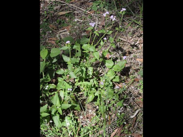 Ageratum houstonianum
Billy Goat Weed (Eng)
Trefwoorden: Plant;Asteraceae;Bloem;blauw