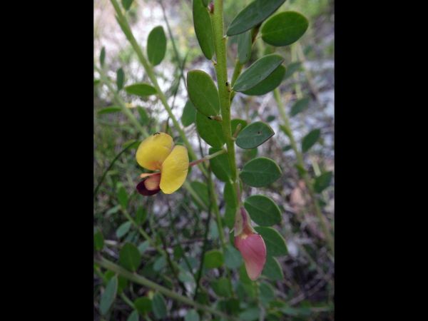Bossiaea heterophylla
Variable Bossiaea (Eng)
Trefwoorden: Plant;Fabaceae;Bloem;geel;rood