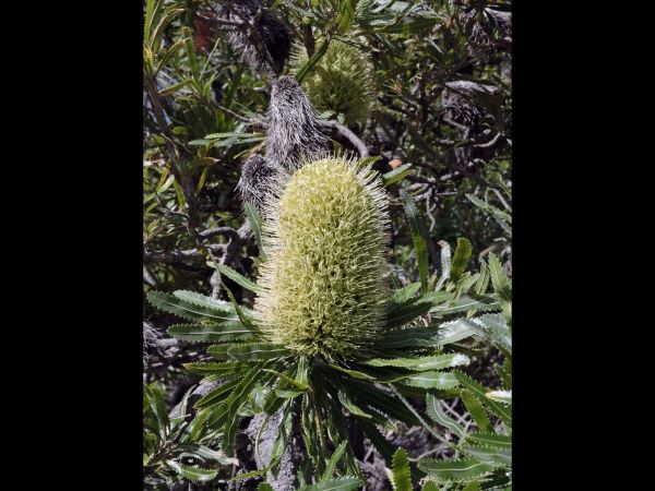 Banksia aemula
Wallum Banksia (Eng)
Trefwoorden: Plant;Proteaceae;Bloem;groen