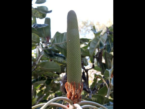 Banksia robur
Swamp Banksia (Eng)
Trefwoorden: Plant;Proteaceae;Bloem;groen