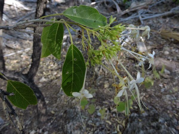 Clerodendrum floribundum
Lolly Bush (Eng)
Trefwoorden: Plant;Lamiaceae;Bloem;wit