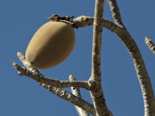 Adansonia gregorii
Boab, Australian Baobab (Eng) - fruit
Trefwoorden: Plant;Boom;Malvaceae;vrucht