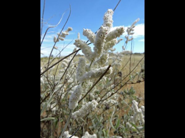 Aerva javanica
Kapok Bush, Desert Cotton (Eng)
Trefwoorden: Plant;Amaranthaceae;Bloem;wit