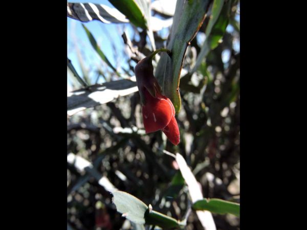 Bossiaea walkeri
Cactus Pea (Eng)
Trefwoorden: Plant;Fabaceae;Bloem;rood