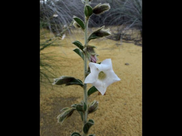 Bonamia erecta
Trefwoorden: Plant;Convolvulaceae;Bloem;wit