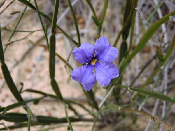 Dampiera lindleyi
Trefwoorden: Plant;Goodeniaceae;Bloem;blauw