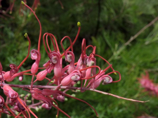 Grevillea dryandri
Dryander's Grevillea (Eng)
Trefwoorden: Plant;Proteaceae;Bloem;rood