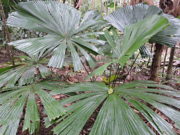 Licuala ramsayi
Australian Fan Palm (Eng)
Keywords: Plant;Boom;Arecaceae