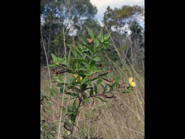Ludwigia L. octovalvis
Mexican Primrose-willow (Eng)
Trefwoorden: Plant;Onagraceae;Bloem;geel