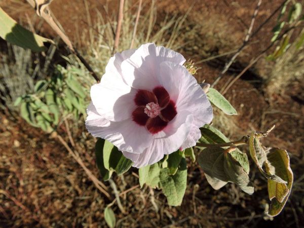 Gossypium australe
Desert Rose (Eng)
Trefwoorden: Plant;Malvaceae;Bloem;wit;roze