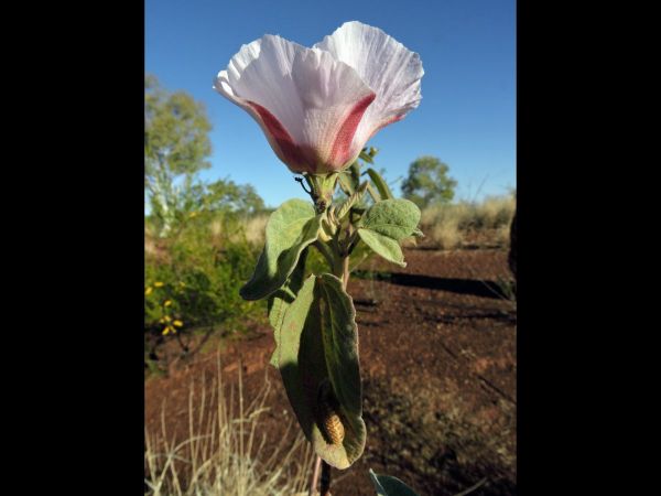 Gossypium australe
Desert Rose (Eng)
Trefwoorden: Plant;Malvaceae;Bloem;wit;roze