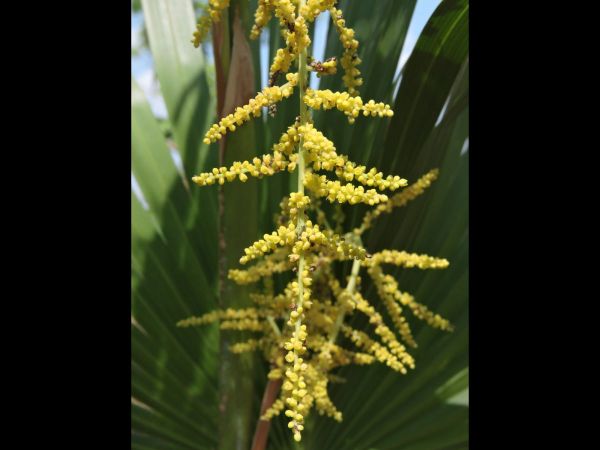 Livistona humilis
Sand Palm (Eng)
Trefwoorden: Plant;Boom;Arecaceae;Bloem;geel