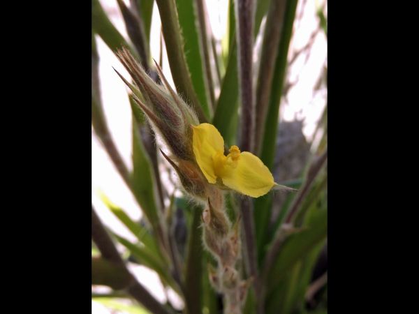 Philydrum lanuginosum
Frogsmouth (Eng)
Trefwoorden: Plant;Philydraceae;Bloem;geel