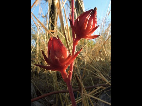 Hibiscus sabdariffa
Roselle (Eng) - capsules
Keywords: Plant;Malvaceae;vrucht