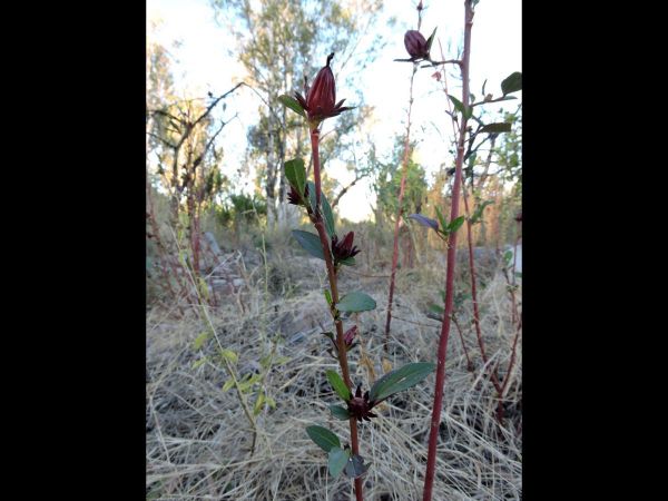 Hibiscus sabdariffa
Roselle (Eng) - with capsules
Keywords: Plant;Malvaceae;vrucht